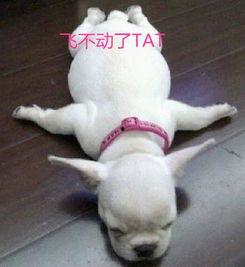 胖犬来爆料视频 第1张 胖犬来爆料视频 第1张